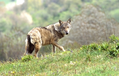 Ursula von der Leyen: return of wolf packs to EU regions “a real danger for livestock and potentially also for humans”