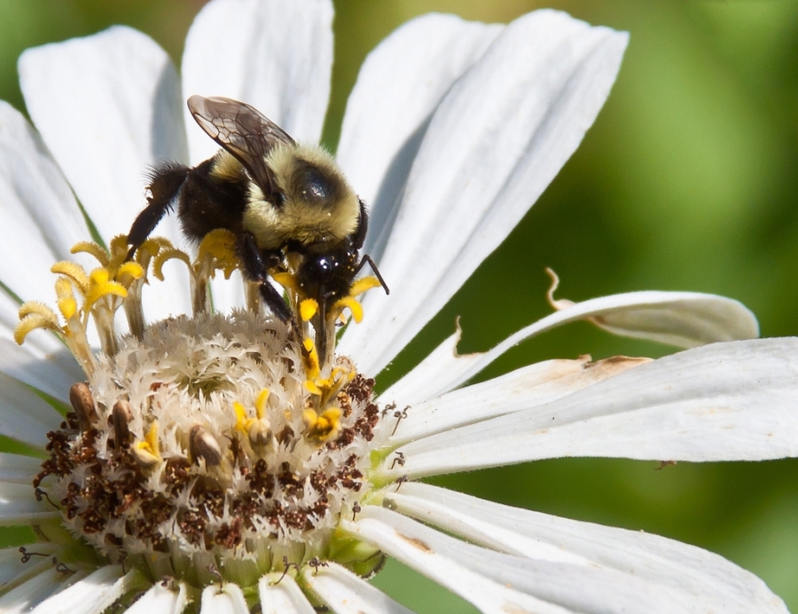 The Commission responds to the “Save bees and farmers” Initiative