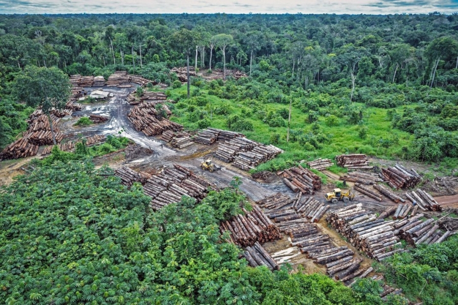 Enforcement struggles to take root in deforestation regulation