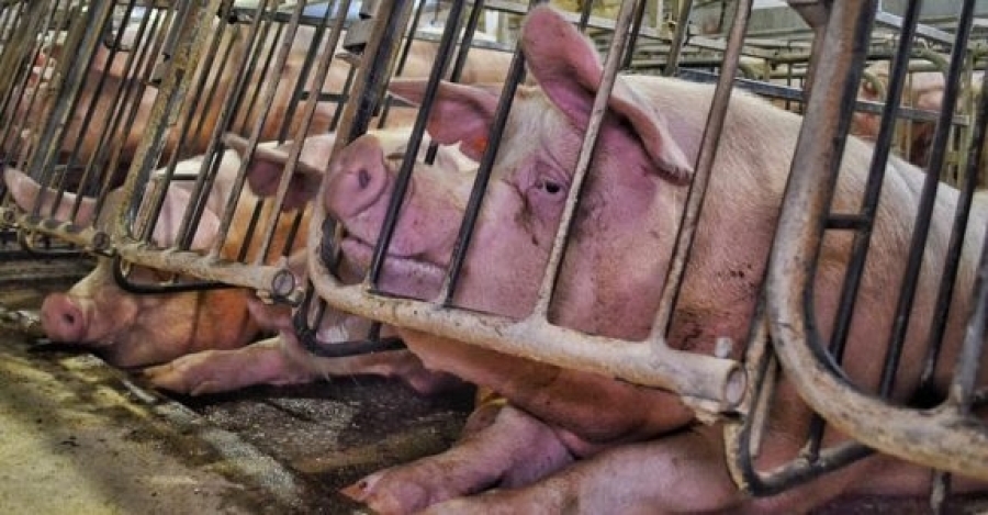 Compassion in World Farming slams conservatives for voting against animal welfare measures