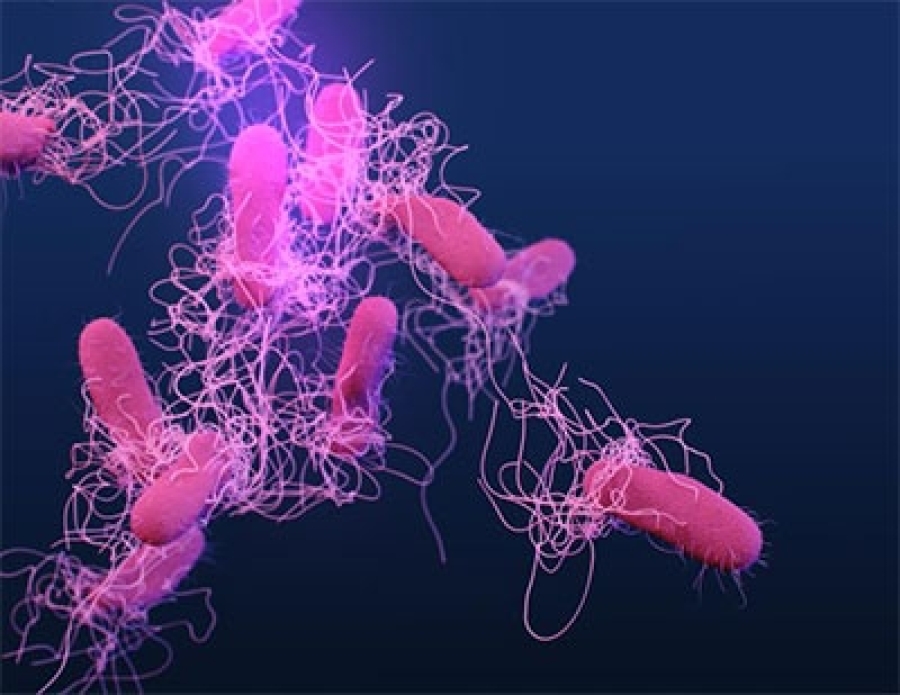 New report: Resistance of Salmonella and Campylobacter