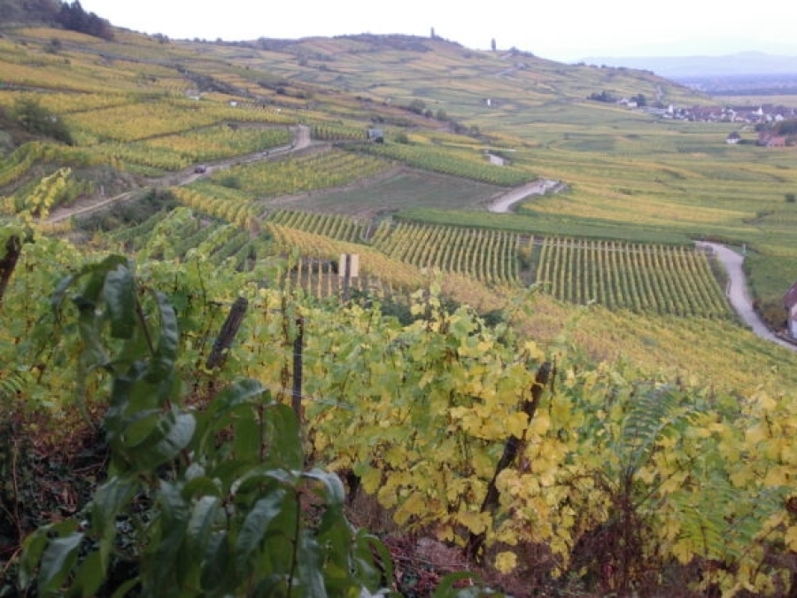 Campaign launched to promote wines from Alsace