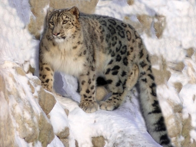Snow leopards, elephants and pangolins to be better protected with funding boost for world’s most endangered animals
