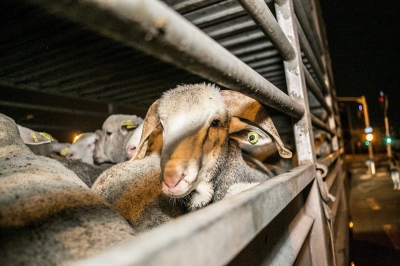 How Europe squanders its animal welfare opportunity