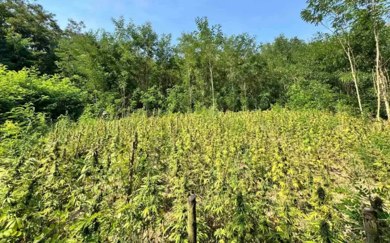 Policija u Grockoj pronašla njivu zasejanu kanabisom: Zaplenjeno 30 kilograma marihuane, uhapšene dve osobe