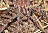 Tarantula se proširila Austrijom: Može da naraste do 2,5 centimetra