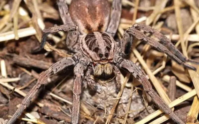 Tarantula se proširila Austrijom: Može da naraste do 2,5 centimetra