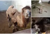 Tužilaštvo odbacilo prijave zbog stanja životinja u Zoo vrtu Palić