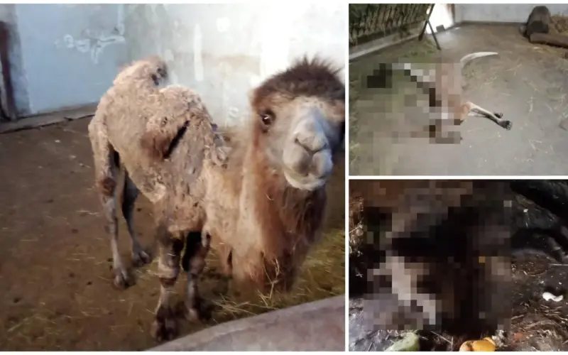 Tužilaštvo odbacilo prijave zbog stanja životinja u Zoo vrtu Palić