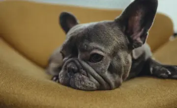 Veterinar otkriva tri rase koje nikada ne bi imao: Za jednu kaže da je “više mačka nego pas”