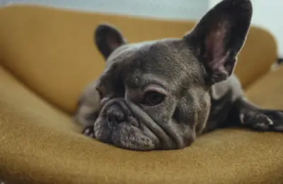 Veterinar otkriva tri rase koje nikada ne bi imao: Za jednu kaže da je “više mačka nego pas”