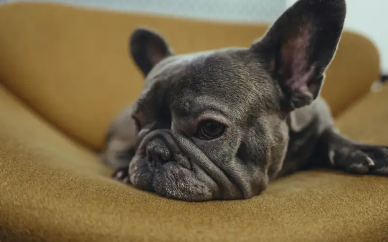 Veterinar otkriva tri rase koje nikada ne bi imao: Za jednu kaže da je “više mačka nego pas”