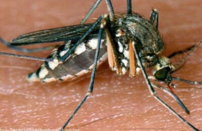 Virus Zapadnog Nila se širi Grčkom: 157 zaraženih i 13 preminulih