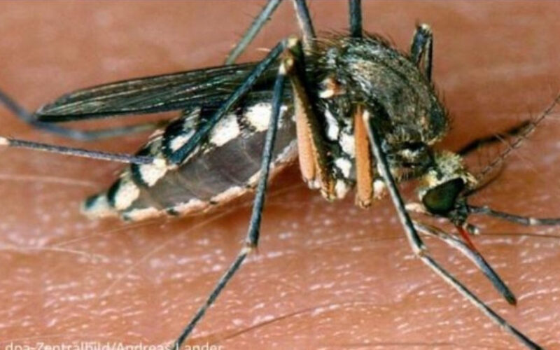 Virus Zapadnog Nila se širi Grčkom: 157 zaraženih i 13 preminulih