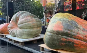 Bundeva od preko pola tone osvojila glavnu nagradu na manifestaciji „Dani ludaje“