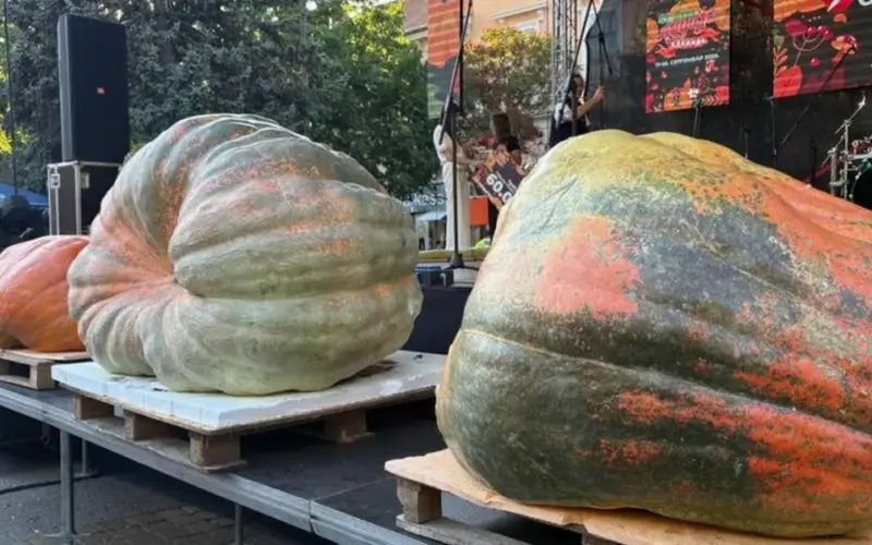 Bundeva od preko pola tone osvojila glavnu nagradu na manifestaciji „Dani ludaje“