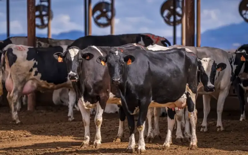 Mleko, jogurt i sir skuplji u Nemačkoj: Suša i pomama za proteinima prazne tržište