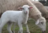 Obnovljen izvoz u Izrael: Četrnaest kamiona sa jagnjadima krenulo iz Kanjiže