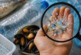 Plastika pronađena u ljudskom telu: Šta nauka zaista zna