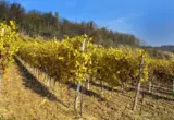 Vinska avantura u Karlovcima: Stiže manifestacija „Fruška Walk & Wine“