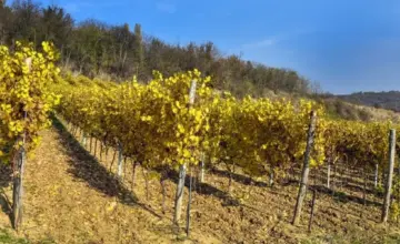 Vinska avantura u Karlovcima: Stiže manifestacija „Fruška Walk & Wine“