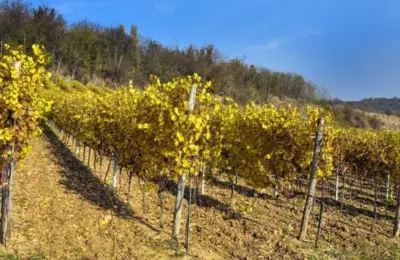 Vinska avantura u Karlovcima: Stiže manifestacija „Fruška Walk & Wine“