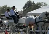 Više od 100 fijakera stiglo u Surduk: Tradicija koja traje preko tri decenije