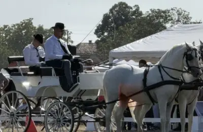 Više od 100 fijakera stiglo u Surduk: Tradicija koja traje preko tri decenije