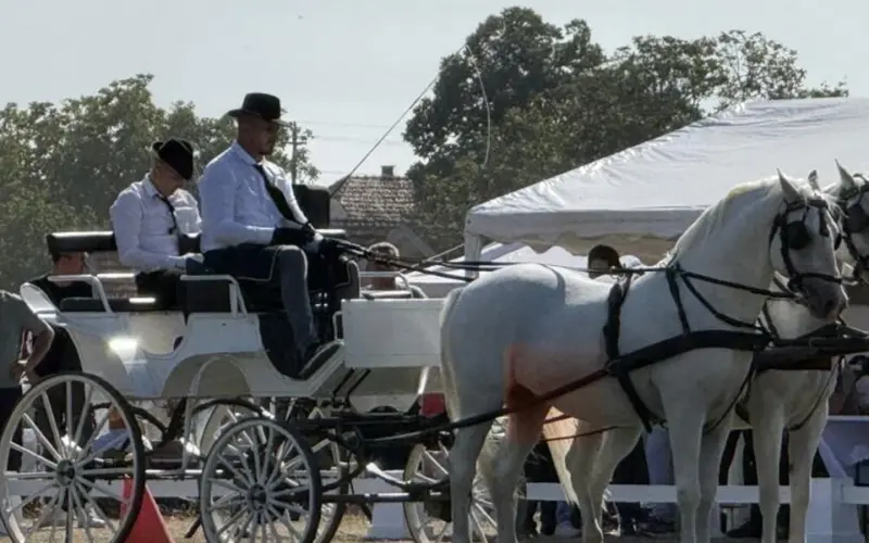 Više od 100 fijakera stiglo u Surduk: Tradicija koja traje preko tri decenije