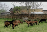 Zelena plantaža Iva: Kako je jedno porodično imanje postalo posebno mesto u Sremu