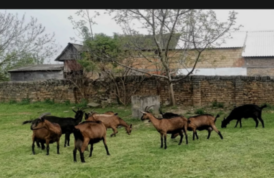 Zelena plantaža Iva: Kako je jedno porodično imanje postalo posebno mesto u Sremu