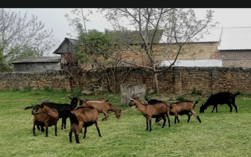 Zelena plantaža Iva: Kako je jedno porodično imanje postalo posebno mesto u Sremu