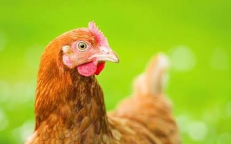 Zlostavljao kokošku i sve snimio: Mladi Austrijanac završio pred sudom