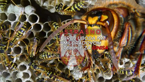 UŽAS U SRBIJI: Izujedao ga roj stršljena - kad su doktori izbrojali ubode, rekli su da je za Ginisa