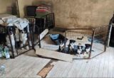 Držala životinje u nehumanim uslovima: Veterinarska služba intervenisala u Švajcarskoj