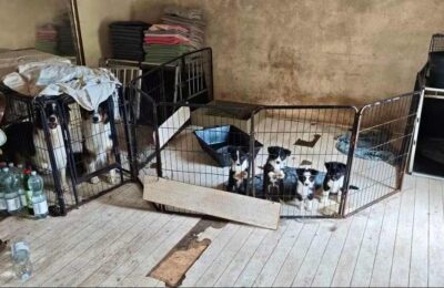 Držala životinje u nehumanim uslovima: Veterinarska služba intervenisala u Švajcarskoj