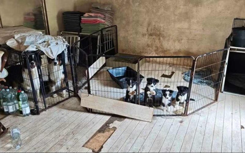 Držala životinje u nehumanim uslovima: Veterinarska služba intervenisala u Švajcarskoj
