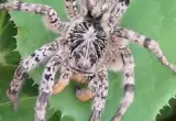 Džinovski pauci u Austriji: Tarantule viđene više od 100 puta