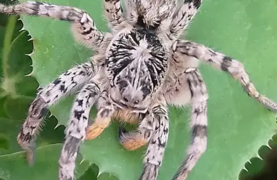 Džinovski pauci u Austriji: Tarantule viđene više od 100 puta