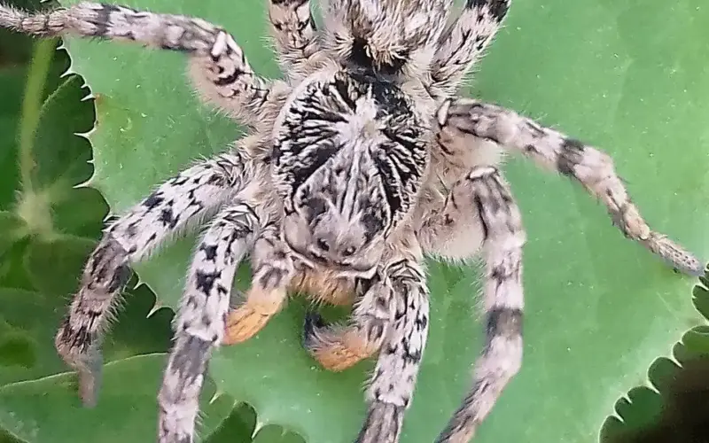 Džinovski pauci u Austriji: Tarantule viđene više od 100 puta
