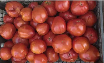 EU pred promenom pravila za pesticide: Spor oko zaštite zdravlja