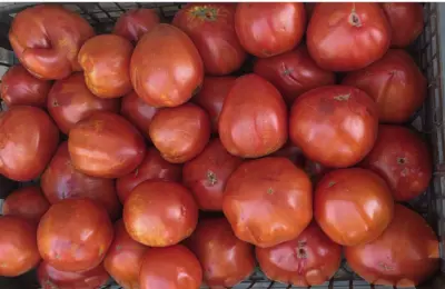 EU pred promenom pravila za pesticide: Spor oko zaštite zdravlja