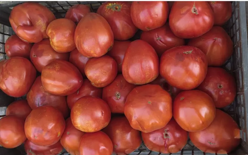 EU pred promenom pravila za pesticide: Spor oko zaštite zdravlja