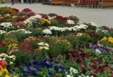 Magnolije, masline i kineska mimoza: Šta nudi manifestacija „Cvetna jesen u Subotici“