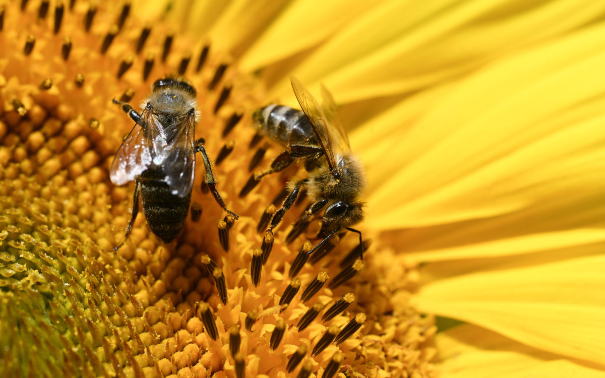 Francuska ponovo dozvolila sporne pesticide: Pčelari upozoravaju na katastrofu za pčele