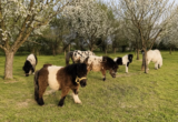 Pony farma u Begeču čuva tradiciju dugu više od decenije
