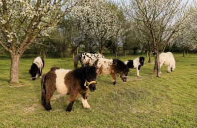 Pony farma u Begeču čuva tradiciju dugu više od decenije