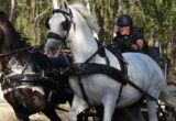 Šest vozača u borbi za titulu prvaka Srbije u vožnji dvoprega