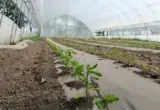 Subvencije za preko 1.300 gazdinstava u Leskovcu: Od voćnjaka do plastenika