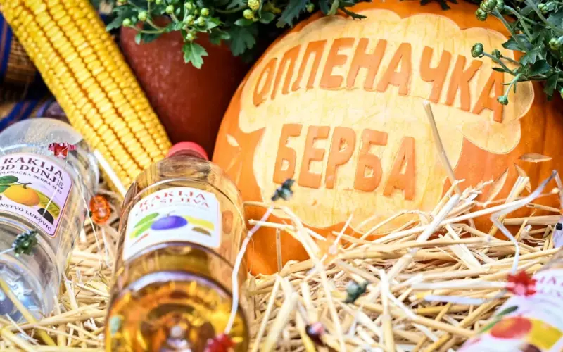 Topola postaje prestonica grožđa i vina: Sve spremno za Oplenačku berbu